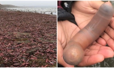 Video: Thousands Of 'Penis Fish' Wash Up, Proving That There'S Still Plenty Of Fish In The Sea - World Of Buzz 3
