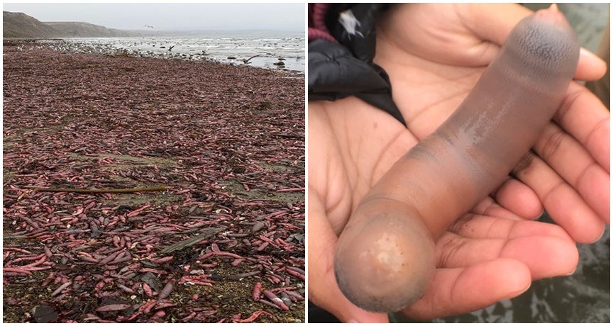 Video: Thousands of 'Penis Fish' Wash Up, Proving That There's Still Plenty of Fish In The Sea - WORLD OF BUZZ 3