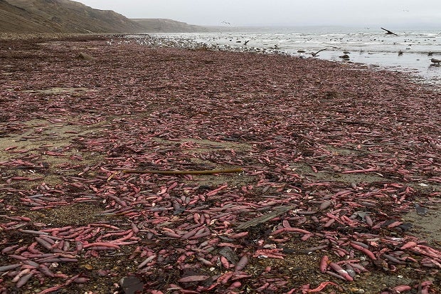 Video: Thousands Of 'Penis Fish' Wash Up, Proving That There's Still Plenty Of Fish In The Sea - World Of Buzz