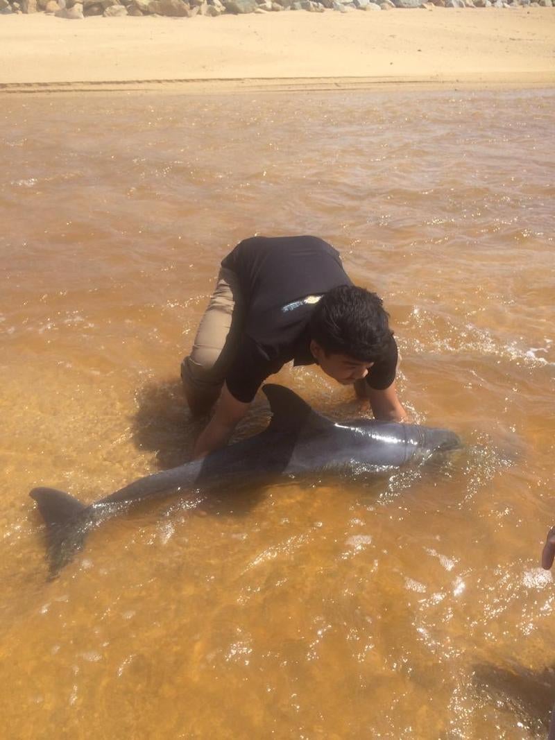 Watch: Terengganu Students Rush To Save Injured Baby Dolphin That Washed Up Ashore - World Of Buzz 1