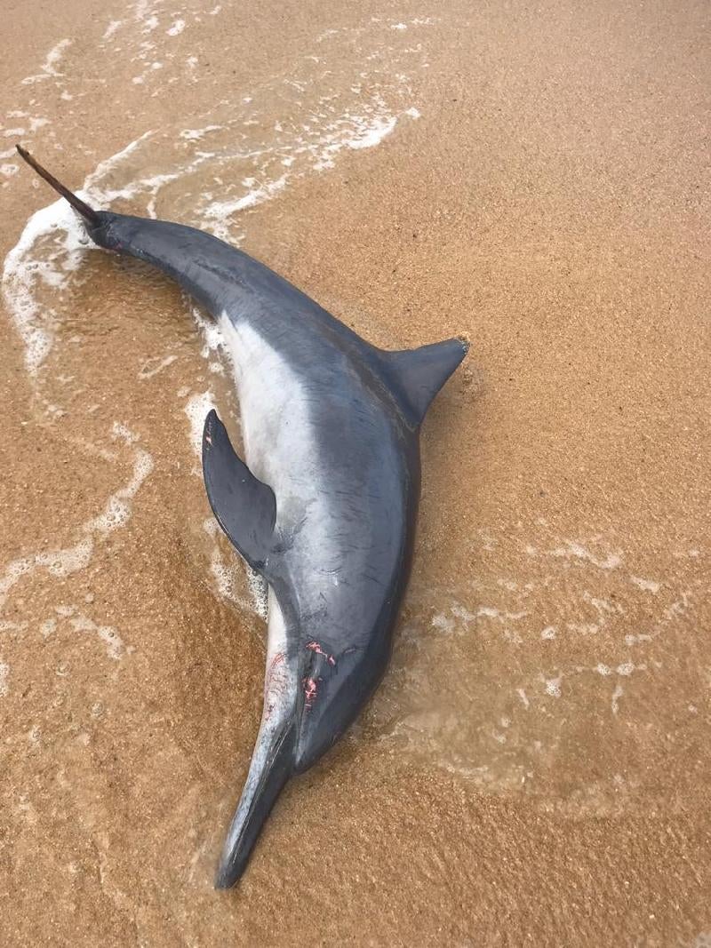 Watch: Terengganu Students Rush To Save Injured Baby Dolphin That Washed Up Ashore - World Of Buzz 2