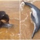 Watch: Terengganu Students Rush To Save Injured Baby Dolphin That Washed Up Ashore - World Of Buzz 3