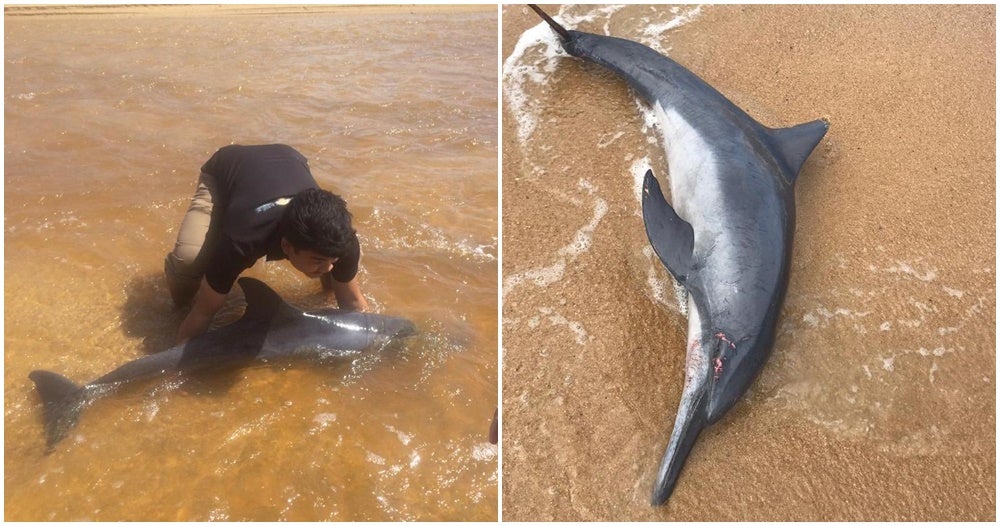 Watch: Terengganu Students Rush To Save Injured Baby Dolphin That Washed Up Ashore - World Of Buzz 3