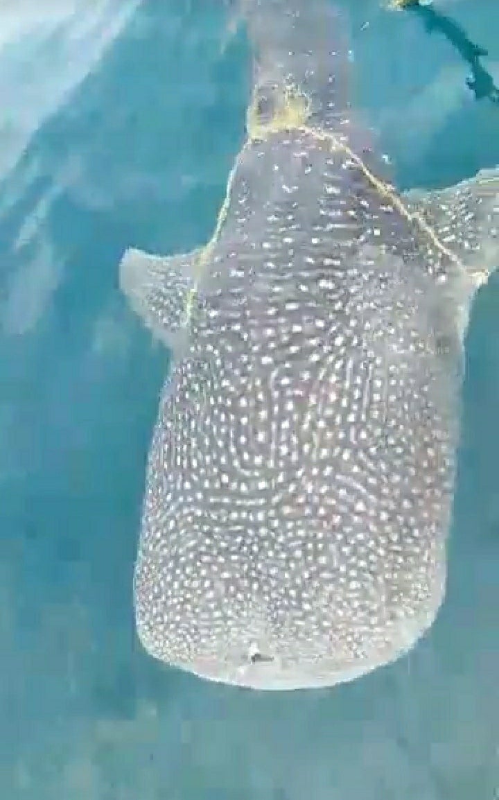 Watch: Whale Shark Asks For Help From M'sian Fishermen To Remove Rope On Its Body - World Of Buzz 1