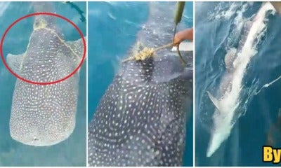 Watch: Whale Shark Asks For Help From M'Sian Fishermen To Remove Rope On Its Body - World Of Buzz 2