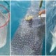 Watch: Whale Shark Asks For Help From M'Sian Fishermen To Remove Rope On Its Body - World Of Buzz 2