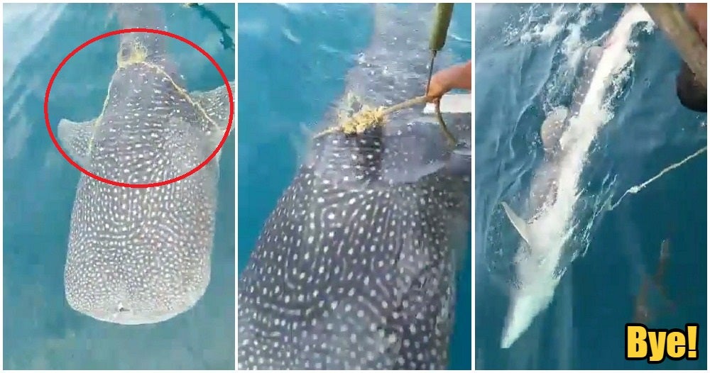 Watch: Whale Shark Asks For Help From M'sian Fishermen To Remove Rope On Its Body - WORLD OF BUZZ 2