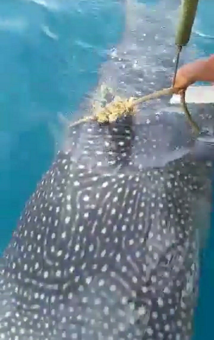 Watch: Whale Shark Asks For Help From M'sian Fishermen To Remove Rope On Its Body - World Of Buzz