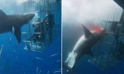 Video: Great White Shark Bleeds To Death After Struggling To Break Free From Diver Cage - World Of Buzz