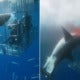 Video: Great White Shark Bleeds To Death After Struggling To Break Free From Diver Cage - World Of Buzz