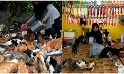 Woman Takes Care Of 250 Cats As She Couldn'T Bear Looking At Them Being Abandoned - World Of Buzz