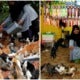 Woman Takes Care Of 250 Cats As She Couldn'T Bear Looking At Them Being Abandoned - World Of Buzz