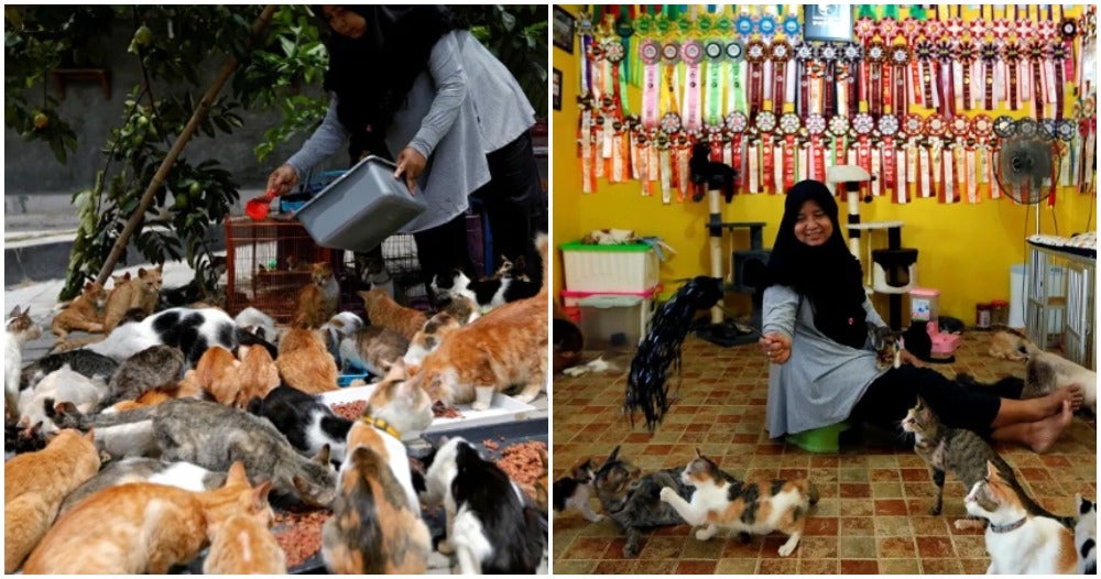 Woman Takes Care Of 250 Cats As She Couldn't Bear Looking At Them Being Abandoned - World Of Buzz