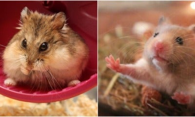 Hamster Sales Increases For Chinese New Year &Amp; Spca Advised On Responsible Care - World Of Buzz