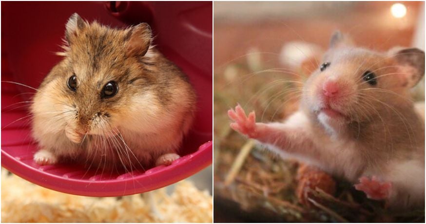 Hamster Sales Increases For Chinese New Year &Amp; Spca Advised On Responsible Care - World Of Buzz