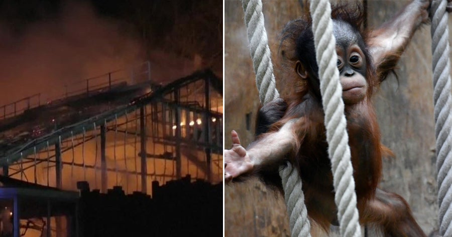 Over 30 Animals Killed After Lantern from New Year's Celebration Sets Zoo on Fire - WORLD OF BUZZ