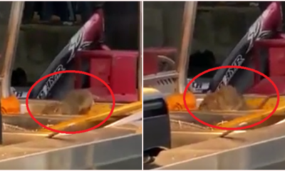 Huge Rat Caught On Camera Indulging On Food Left On Tray At Mamak'S Nasi Lemak Stall - World Of Buzz