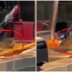 Huge Rat Caught On Camera Indulging On Food Left On Tray At Mamak'S Nasi Lemak Stall - World Of Buzz