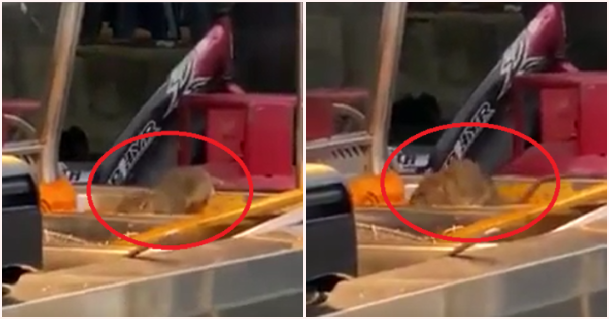 Huge Rat Caught on Camera Indulging on Food Left on Tray At Mamak's Nasi Lemak Stall - WORLD OF BUZZ