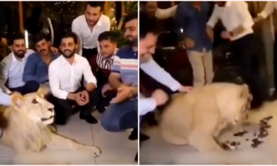 Cruel Owner Smashes Birthday Cake Onto Pet Lion'S Face - World Of Buzz