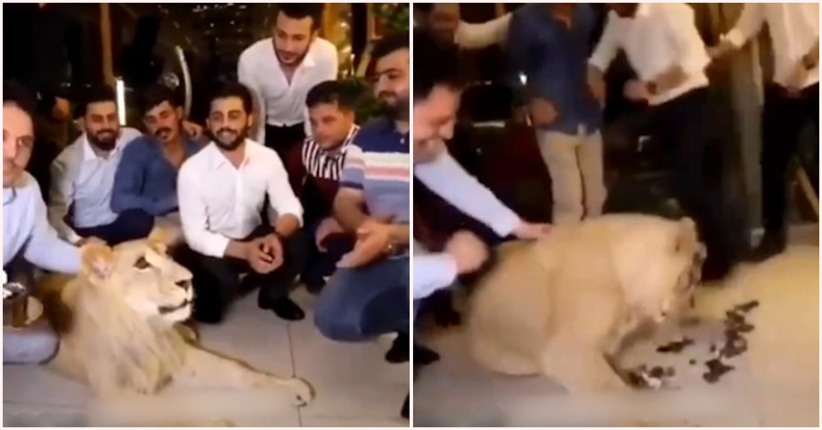 Cruel Owner Smashes Birthday Cake Onto Pet Lion's Face - WORLD OF BUZZ