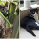 National Museum Volunteer In Search Of Adopters For Stray Cats Before - World Of Buzz