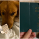 Caring Doggo Chews Up &Amp; Destroys Owner'S Passport Just Before Her Wuhan Trip - World Of Buzz