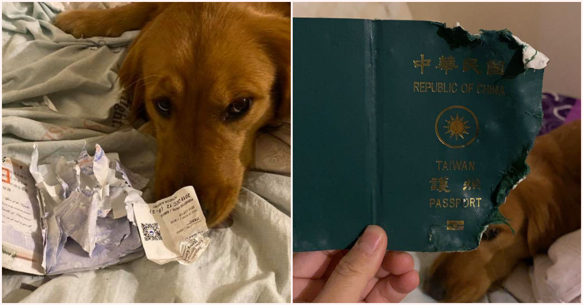 Caring Doggo Chews Up &Amp; Destroys Owner's Passport Just Before Her Wuhan Trip - World Of Buzz