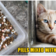 A Malaccan Who Feeds Stray Cats In Her Neighbourhood Finds Her Kibble Bowl Filled Up With Medicine Pills - World Of Buzz