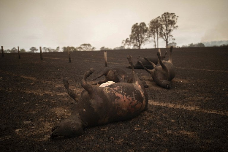 Australian Farmer Puts Down 20 Of His Cattle Because - World Of Buzz 1