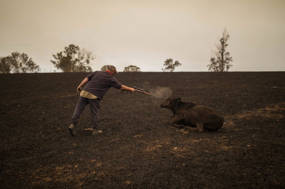 Australian Farmer Puts Down 20 Of His Cattle Because - World Of Buzz