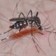 Australian Research Scientists Successfully Genetically Engineered Aedes Mosquitoes - World Of Buzz