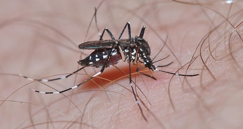Australian Research Scientists Successfully Genetically Engineered Aedes Mosquitoes - World Of Buzz