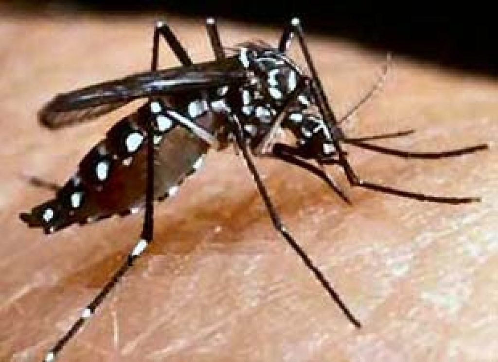 Australian Scientists Successfully Genetically Modified Aedes Mosquito That Will Reduce Dengue Transmission - WORLD OF BUZZ 2