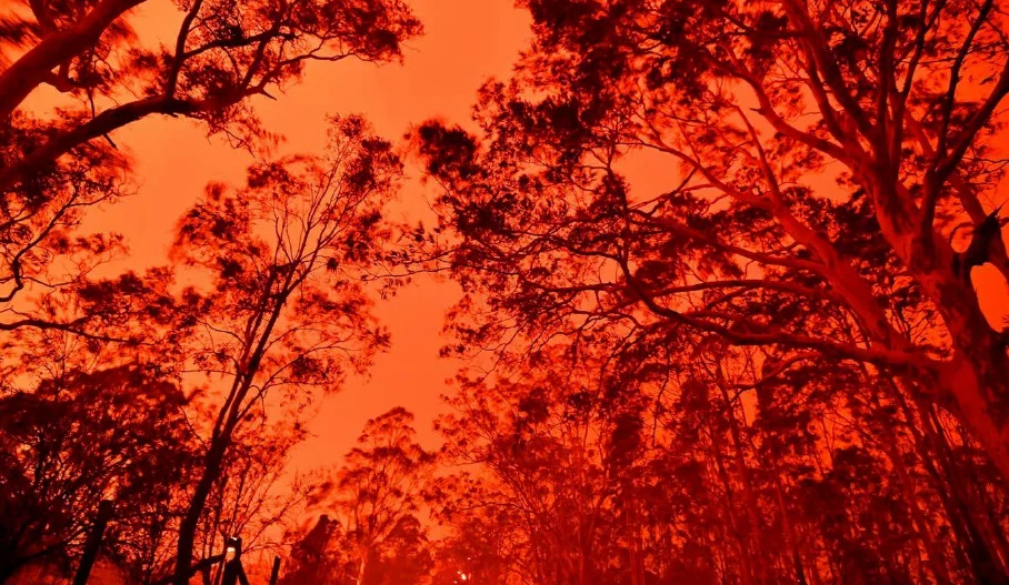 Australia's Fire Crisis Wiped Out Nearly 500 Million Animals, Turning Glaciers Black - WORLD OF BUZZ