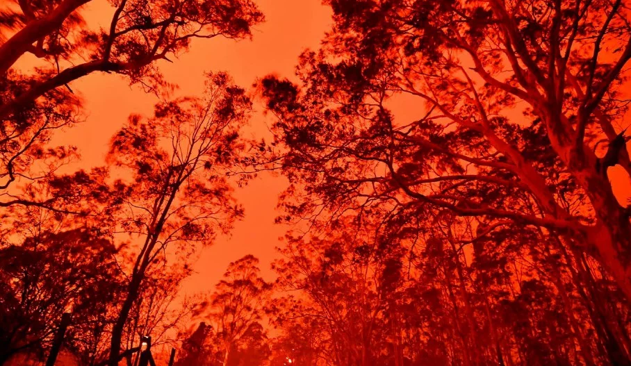 Australia's Fire Crisis Wiped Out Nearly 500 Million Animals, Turning Glaciers Black - World Of Buzz