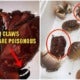 Beware: Cooking These Crabs For Your Cny Dinner Could Kill Your Entire Family! - World Of Buzz