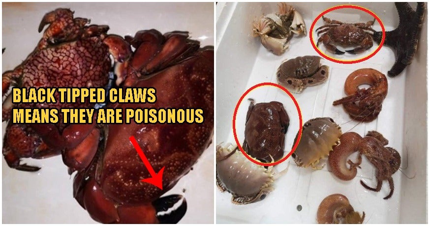 Beware: Cooking These Crabs For Your Cny Dinner Could Kill Your Entire Family! - World Of Buzz