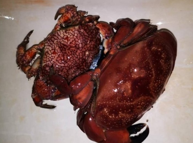 Beware: Crabs You Buy For Your CNY Dinner Might Be Highly Poisonous & Can Kill You! - WORLD OF BUZZ 1