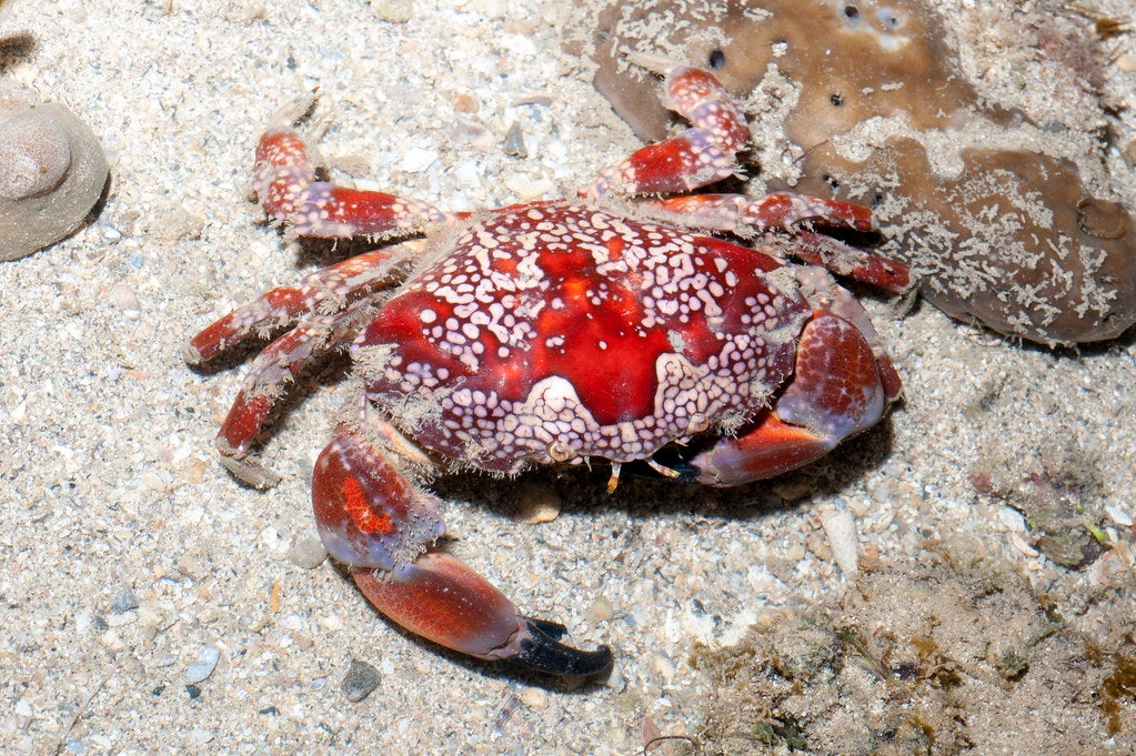 Beware: Crabs You Buy For Your Cny Dinner Might Be Highly Poisonous &Amp; Can Kill You! - World Of Buzz 3