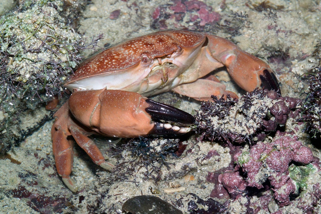 Beware: Crabs You Buy For Your CNY Dinner Might Be Highly Poisonous & Can Kill You! - WORLD OF BUZZ 4