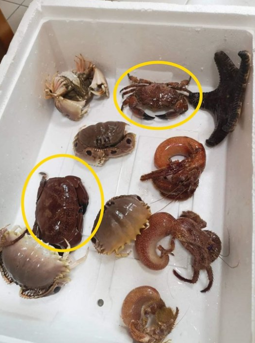 Beware: Crabs You Buy For Your CNY Dinner Might Be Highly Poisonous & Can Kill You! - WORLD OF BUZZ