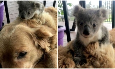 Brave Golden Retriever Returns Home After Saving A Baby Koala From Freezing To Death - World Of Buzz 3