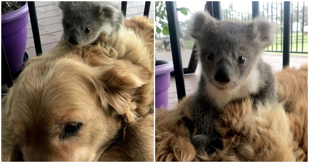 Brave Golden Retriever Returns Home After Saving A Baby Koala From Freezing To Death - World Of Buzz 3