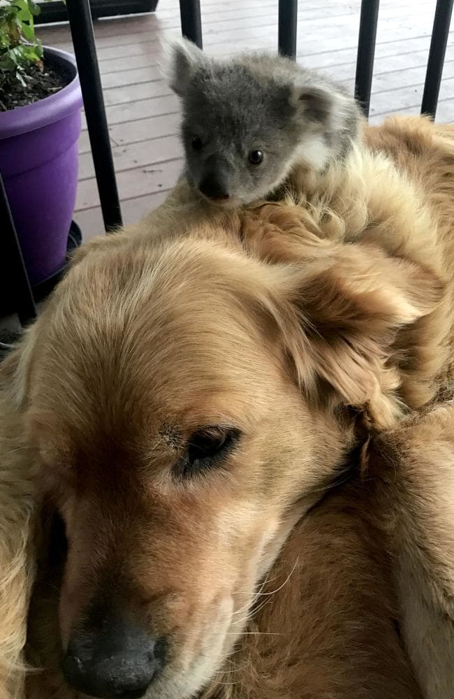 Brave Golden Retriever Returns Home After Saving A Baby Koala From Freezing To Death - WORLD OF BUZZ