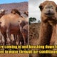 Over 10,000 Camels To Be Killed Over 5 Days To Stop Them From Drinking Water During Drou - World Of Buzz