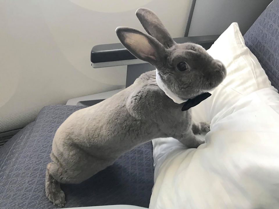 CEO's Cute Rabbit Travels Business Class From USA to Japan, Makes Us All Want Her Life - WORLD OF BUZZ 1