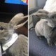 Ceo'S Cute Rabbit Travels Business Class From Usa To Japan, Makes Us All Want Her Life - World Of Buzz 4
