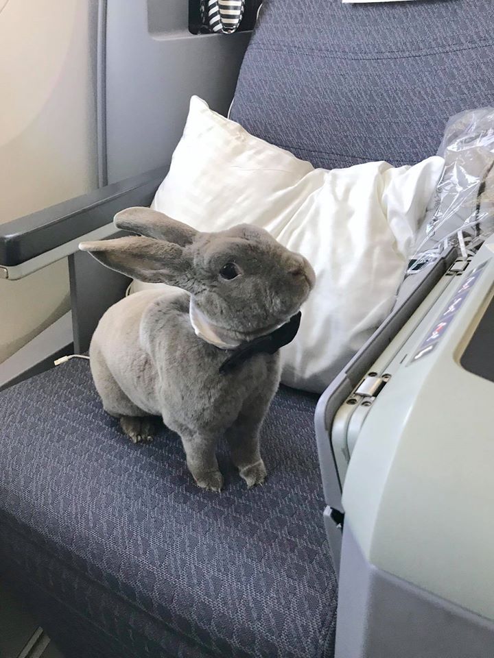 CEO's Cute Rabbit Travels Business Class From USA to Japan, Makes Us All Want Her Life - WORLD OF BUZZ