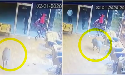 Chaos Erupted As A Wild Boar Runs Amok In Perak Barber Shop, Netizens Amused At Barber'S Reaction - World Of Buzz